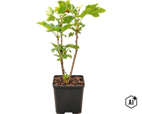 Un coacăz tânăr sub formă de tufă într-un ghiveci pătrat din plastic cu pământ. (Image AI modified or generated)