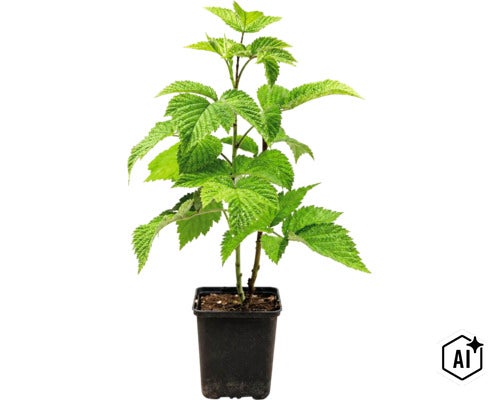 Plantă de zmeur în ghiveci de plastic pentru grădină (Image AI modified or generated)