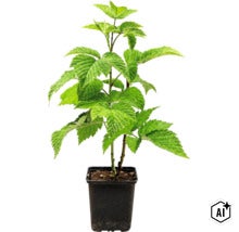 Planta de zmeur într-un ghiveci din plastic negru (Image AI modified or generated)