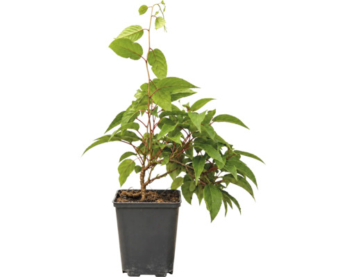 Arbust fructifer Actinidia kolomikta 'Dr Szymanowski' ghiveci Ø 21 cm buc
