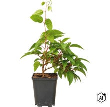 O plantă de grădină tânără cu frunze verzi într-un ghiveci din plastic negru. (Image AI modified or generated)