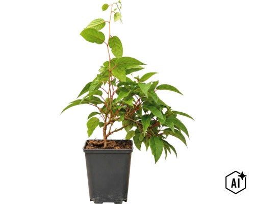 O plantă de grădină tânără cu frunze verzi într-un ghiveci din plastic negru. (Image AI modified or generated)