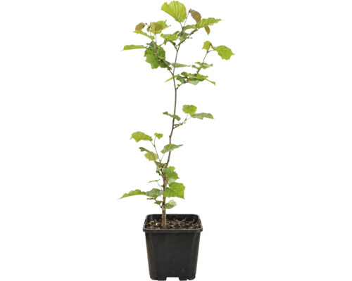 Pom fructifer alun Corylus avellana ghiveci Ø 21 cm buc