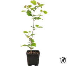 Un carpen tânăr cu frunze verzi într-un ghiveci de plastic negru. (Image AI modified or generated)