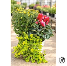 Ghiveci cu flori plantate, crizanteme, ciclamen și iarbă de bani, într-o seră. (Image AI modified or generated)