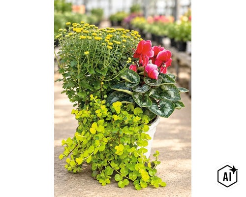 Ghiveci cu flori plantate, crizanteme, ciclamen și iarbă de bani, într-o seră. (Image AI modified or generated)
