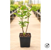 O plantă tânără de coacăz într-un ghiveci pătrat din plastic cu frunze verzi. (Image AI modified or generated)