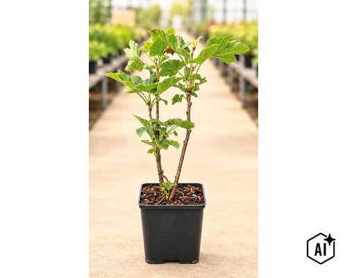 O plantă tânără de coacăz într-un ghiveci pătrat din plastic cu frunze verzi. (Image AI modified or generated)