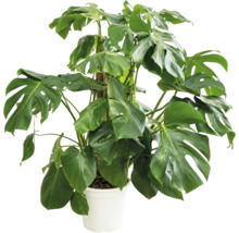 Plantă mare Monstera cu frunze caracteristice, așezată într-un ghiveci de plastic alb.