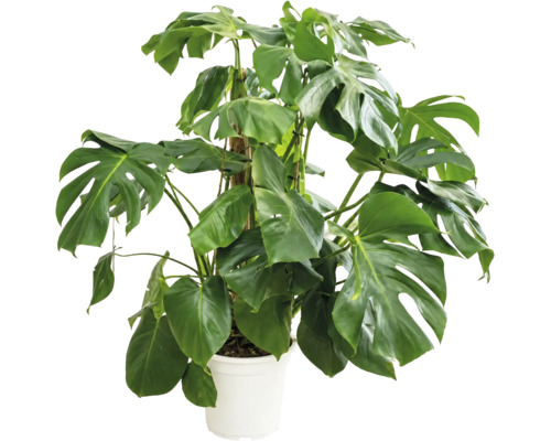 Plantă mare Monstera cu frunze caracteristice, așezată într-un ghiveci de plastic alb.