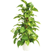 Epipremnum aureum ca planta de apartament cu suport de sustinere in ghiveci