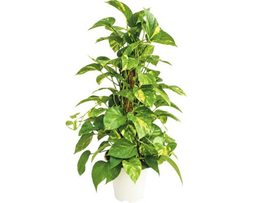 Epipremnum aureum ca planta de apartament cu suport de sustinere in ghiveci