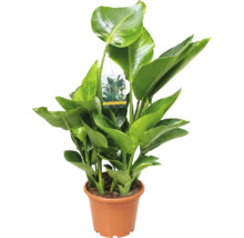 Plantă de apartament Strelitzia nicolai într-un ghiveci de plastic cu frunze verzi mari.