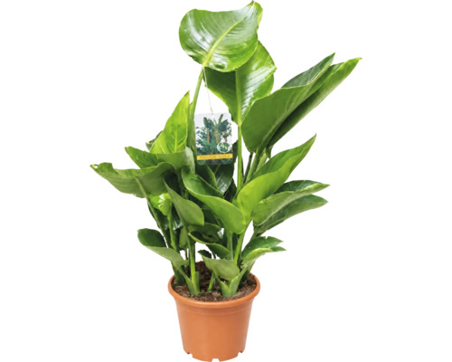 Plantă de apartament Strelitzia nicolai într-un ghiveci de plastic cu frunze verzi mari.