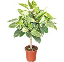 Ficus Altissima variegata sub formă de tulpină într-un ghiveci din plastic cu pământ ca plantă de interior
