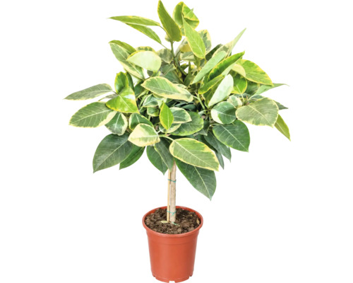 Ficus Altissima variegata sub formă de tulpină într-un ghiveci din plastic cu pământ ca plantă de interior