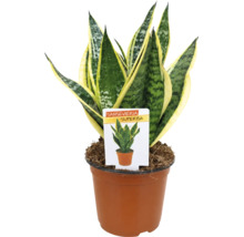 Plantă de apartament Sansevieria Superba într-un ghiveci cu etichetă.