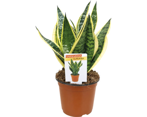 Plantă de apartament Sansevieria Superba într-un ghiveci cu etichetă.