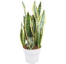 Planta de interior Sansevieria Laurentii in ghiveci.