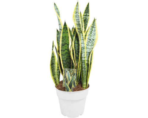 Planta de interior Sansevieria Laurentii in ghiveci.