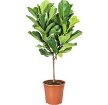 Smochin frunzos Ficus lyrata ca plantă de interior într-un ghiveci de plastic