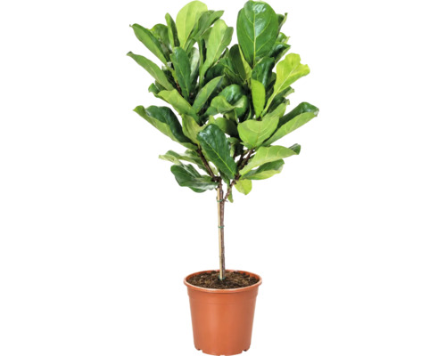 Smochin frunzos Ficus lyrata ca plantă de interior într-un ghiveci de plastic