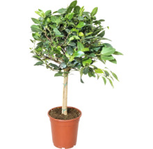 Ficus Retusa sub formă de copac într-un ghiveci de plastic cu un suport.