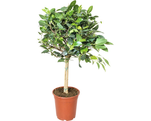 Ficus Retusa sub formă de copac într-un ghiveci de plastic cu un suport.