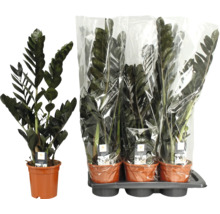 Zamioculcas zamiifolia Raven în ghivece cu ambalaj din plastic pe o tăviță ca set