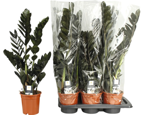 Zamioculcas zamiifolia Raven în ghivece cu ambalaj din plastic pe o tăviță ca set