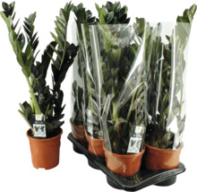 Plantă de apartament Zamioculcas Zamiifolia Raven în ghivece de plastic pe tăviță de transport