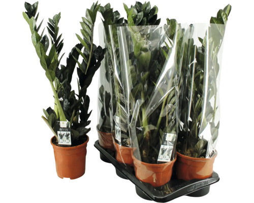 Plantă de apartament Zamioculcas Zamiifolia Raven în ghivece de plastic pe tăviță de transport