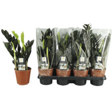 Mai multe plante de interior Zamioculcas Raven în ghivece, individual și ca set pe o tavă de plastic, cu etichetă și folie transparentă.
