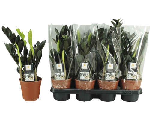 Mai multe plante de interior Zamioculcas Raven în ghivece, individual și ca set pe o tavă de plastic, cu etichetă și folie transparentă.