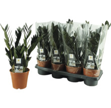 Plantă de apartament Zamioculcas Raven în ghiveci de plastic, individual și în pachet multiplu pe suport
