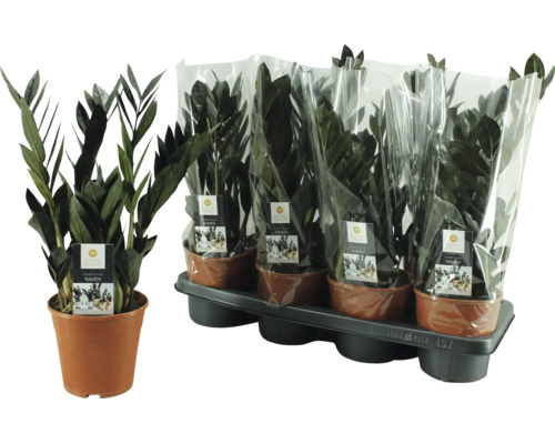 Plantă de apartament Zamioculcas Raven în ghiveci de plastic, individual și în pachet multiplu pe suport