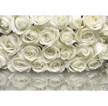 Fototapet hârtie 8-314 A la Rose 368x254 cm