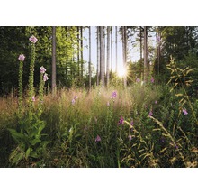 Fototapet vlies X7-1005 Summer Glade 350x250 cm