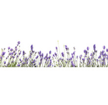 Rând de flori de lavandă