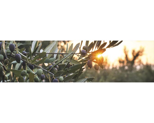 Ramură de măslin cu măsline și frunze