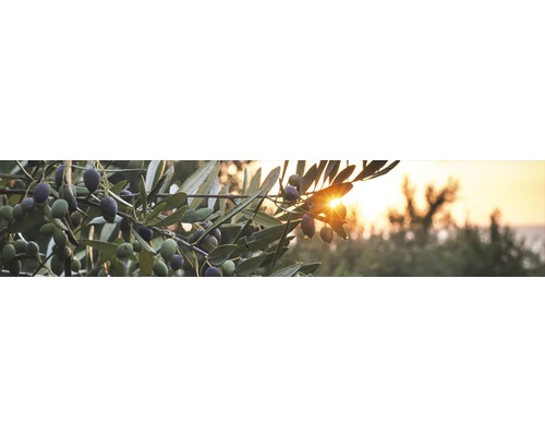 Ramură de măslin cu măsline în lumină difuză