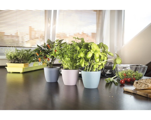 Grădină de ierburi aromatice cu ierburi precum busuioc, pătrunjel și ardei iute în ghivece pe un blat de bucătărie