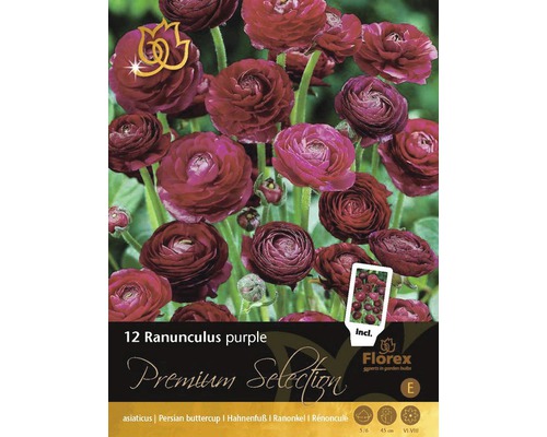 Bulbi de flori Premium Selection Ranunculus Purple 12 buc.