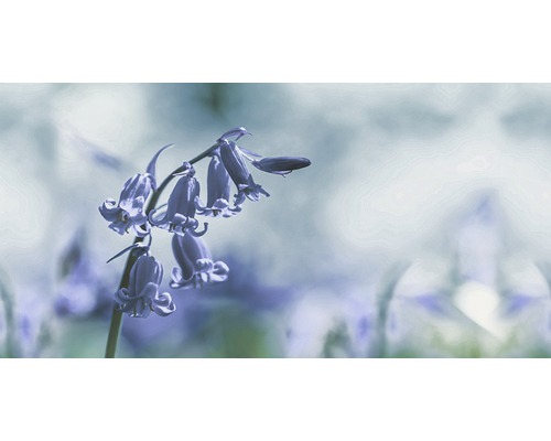 Faianță decorativă rectificată 79 Blue HL 1 30x60 cm Prim-plan cu clopoței