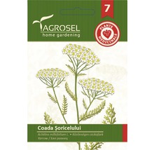 Semințe de coada șoricelului PG7 Agrosel-thumb-0