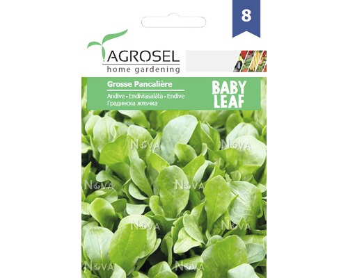 Semințe legume Agrosel andive PG8