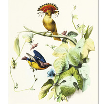 Fototapet vlies Special Decoration Pasăre 243x280 cm