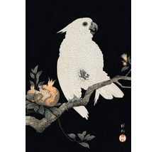 Fototapet vlies Special Decoration Cockatoo 194x280 cm