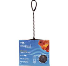 Minciog Tecatlantis cu o dimensiune de 200 mm