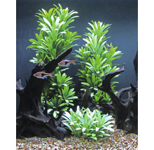 Plantă acvariu mică Nr. 33-thumb-1